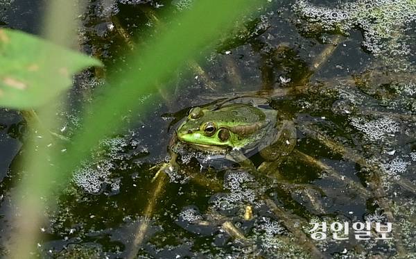 사진은 인천 깃대종이자 멸종위기 2급 동물 금개구리가 서식을 하고 있다. /경인일보DB