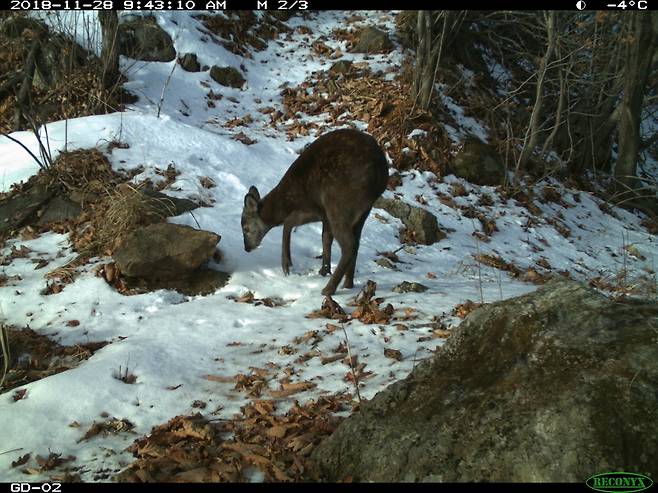 사향노루[국립생태원 제공]
