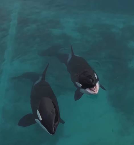 드론을 향해 인사하듯 소리를 내는 '위키' [sephlawless 인스타그램 캡처]