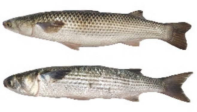 ▲ 숭어와 가숭어(아래)의 형태가 다르다. 숭어는 검은색 눈(검은색 눈자위)과 뚜렷한 V자형 꼬리지느러미, 가숭어는 노란색 눈(노란색 눈자위)과 뭉툭한 V자형 꼬리지느러미가 특징이다. /사진제공=서해수산연구소