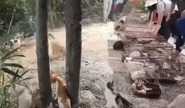 하지만 최근 몇 년간 방생으로 인한 생태계 파괴 문제로 논란이 커지고 있다. 이번 사건은 지난 1일 발생했다. 유튜브 채널 東張+