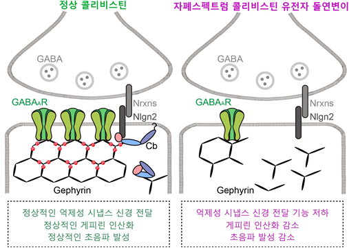 자폐증 환자의 억제성 시냅스 조직에서 콜리비스틴의 분자적 역할 모식도. DGIST 제공.