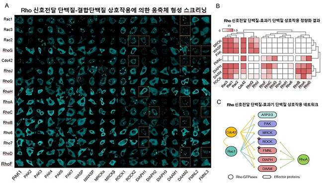 [쿠키과학] KAIST, 암세포 전이 비밀 세계 최초 규명
