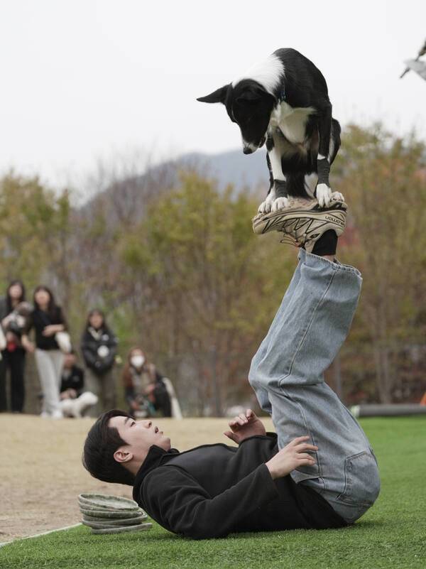 최근 하남시 미사아일랜드 펫존에서 열린 ‘2025 하남시 반려동물 문화축제’에서 참가자가 반려동물과의 다채로운 체험으로 눈길을 끌고 있다. 하남시 제공