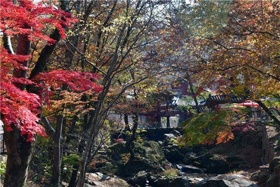 산사에 깃든 늦가을, 단풍에 파묻힌 순천 송광사 ⓒ송광사