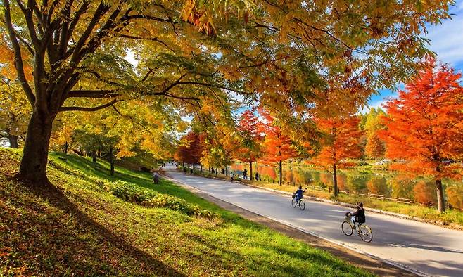 담양 관방제림의 '2km 넘는 풍치림' 단풍 ⓒ전남도