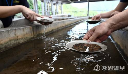 진과스 사금채취 체험. 대만 신베이시=신세희기자