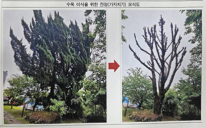 나무의사가 진단한 '이식 후 가지치기를 한 향나무' 예상 모습.