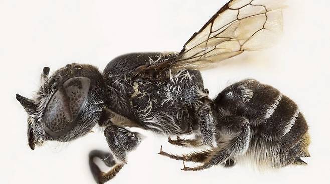 호주에서 발견된 신종 꿀벌 ‘메가칠레 루시퍼’(Megachile lucifer). Kit Prendergast 제공