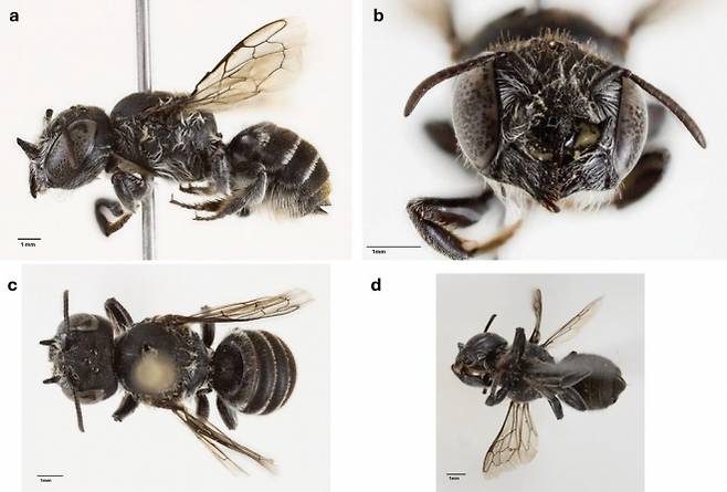 호주에서 발견된 신종 꿀벌 ‘메가칠레 루시퍼’(Megachile lucifer). Kit Prendergast 제공