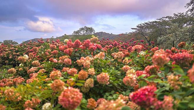 합천 황매산 억새 군락지의 목수국 ⓒ합천군 제공