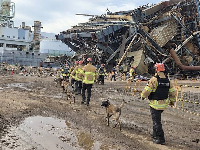 한국동서발전 울산화력발전소 보일러 타워 붕괴 사고 일주일째인 12일, 사고 현장에 매몰된 실종자를 찾기 위해 인명 구조견이 투입되고 있다. 울산소방본부 제공