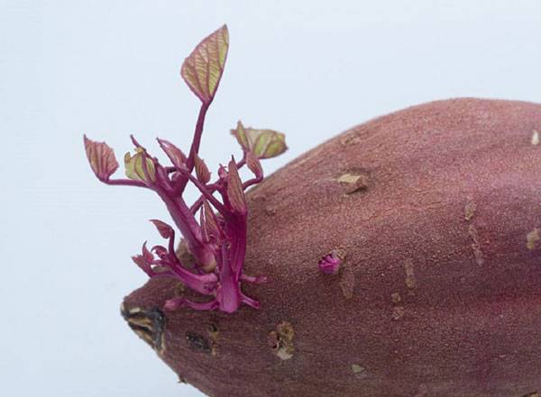 고구마 싹에는 감자 싹과 달리 독성 물질이 없고, 오히려 영양학적으로 이로운 성분이 들어 있다./사진=클립아트코리아