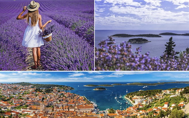 라벤더가 만개한 흐바르 섬. 사진제공|크로아티아관광청/CNTB