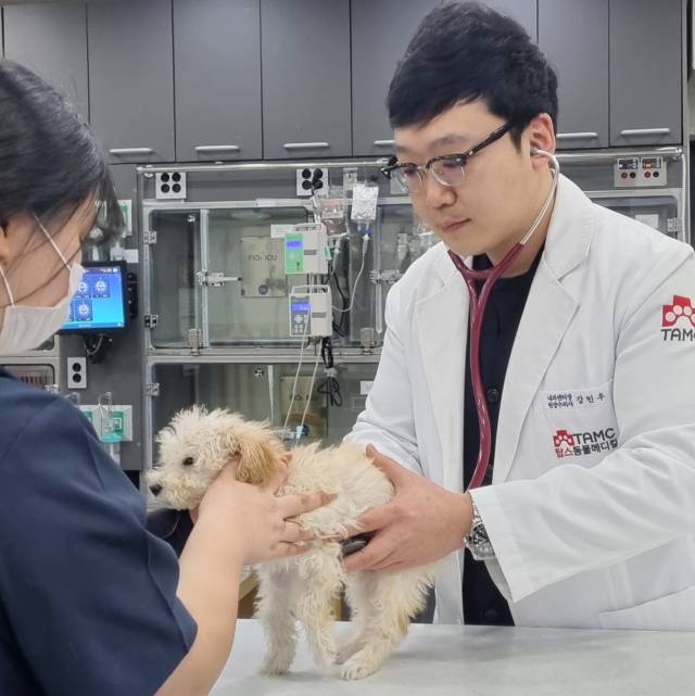 강민우 탑스동물메디컬센터 원장이 강아지를 진료하고 있다. 탑스동물메디컬센터 제공