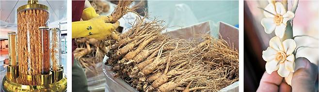 왼쪽 사진은 인삼의 모든 것을 전시한 금산인삼관 로비의 초대형 인삼주병. 가운데는 금산수삼센터에서 팔고 있는 인삼. 한 채(750g)에 2만6000원짜리다. 오른쪽은 인삼주 체험에서 만든 인삼꽃. 얇게 켜 낸 인삼으로 만들었다.