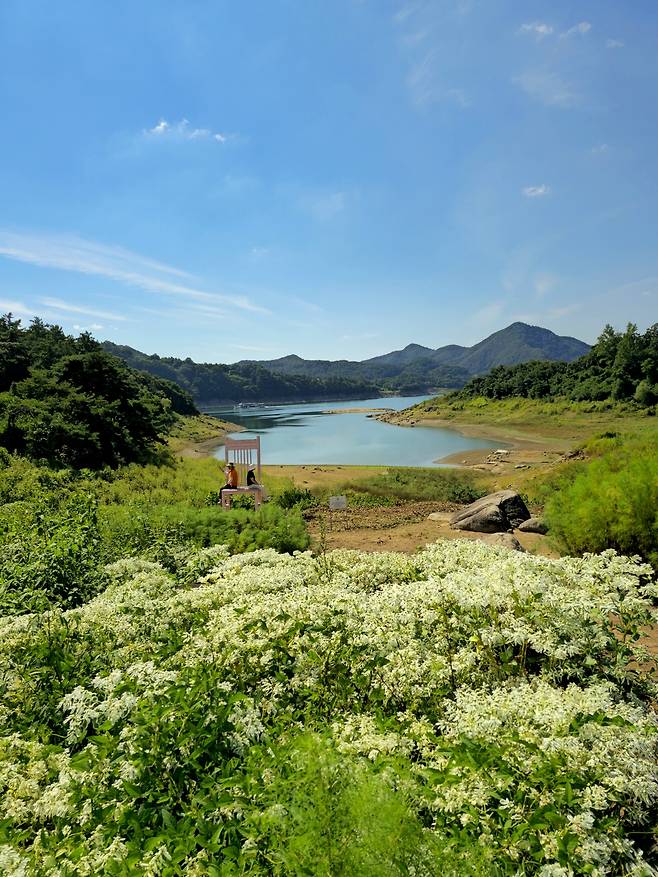 카페 글루글루 앞 정원 설악초와 청풍호.