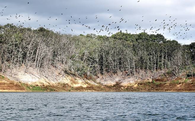 지난달 20일 경북 안동시 안동호에 민물가마우지 떼가 무리 지어 날아다니는 모습. 최근 급증한 가마우지가 물고기를 먹어치우면서 어민 피해가 커지고 있다. 배설물 때문에 나무가 말라죽으면서 호수 경관도 흉물스럽게 변했다. /신현종 기자