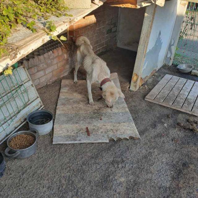 지난 2023년 11월, 경기 김포시의 한 상가 옆에서 발견된 살랑이의 사육 환경. 동물자유연대 제공