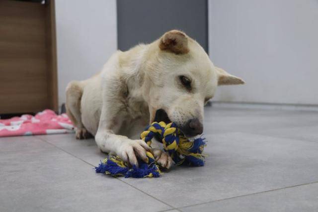 구조 직후 온센터 생활을 시작한 살랑이의 모습. 이 과장에서 살랑이가 앓는 병이 당뇨라는 사실도 확인됐다. 동물자유연대 제공