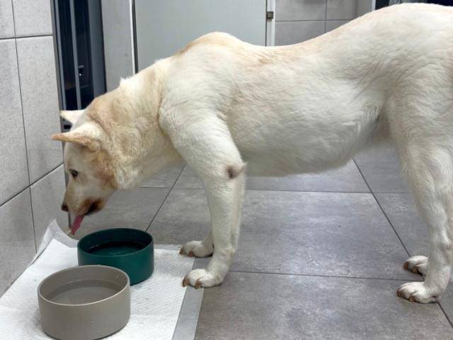 당뇨 특성상 음수량이 조금 있지만, 기본적인 당 관리는 잘 되는 편이라는 게 수의사들의 설명이다. 동그람이 정진욱