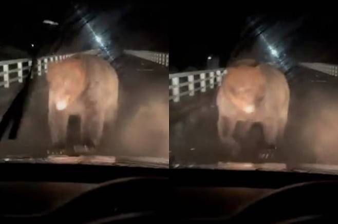 주행 중인 차량에 곰이 달려들고 있는 모습. [X(구 트위터)]