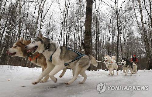썰매를 끄는 시베리안허스키  인간과 개의 공동 이동 패턴은 청동기 시대 이전까지 거슬러 올라가는 것으로 나타났다. 연구팀은 최소 1만1천년 전, 북유라시아의 사냥채집인들이 현대 시베리아허스키와 가까운 개들을 서로 교환한 흔적을 발견했다. 사진은 연구 내용과 직접 관련 없음. [EPA 연합뉴스 자료사진. 재판매 및 DB 금지]