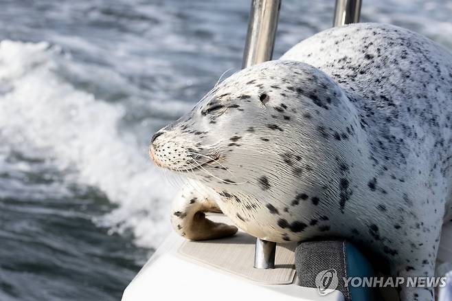 범고래에 쫓기다 사진작가 보트로 피신한 물개 [AP 연합뉴스 자료사진. 재배포 및 DB금지]