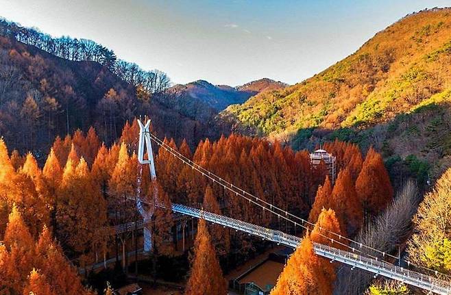 장태산휴양림(사진=대전시 제공)