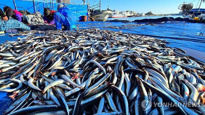 제철 맞은 동해안 양미리 [연합뉴스 자료사진]