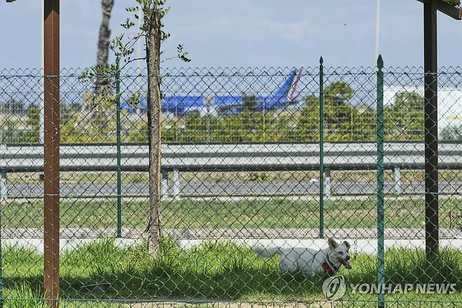 이탈리아 한 공항 인근의 개 호텔 ※ 기사 내용과 직접 관련 없음 [AP 연합뉴스 자료사진]