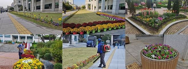 부천시청 화단 및 광장 주변에 활짝 핀 다양한 종류의 가을꽃. 사진=부천시청