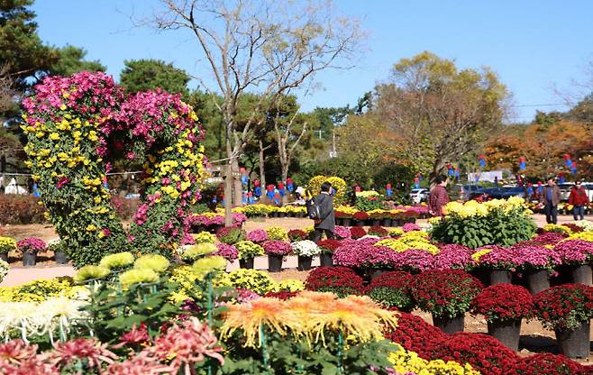 '꽃과 바다의 도시' 충남 태안의 가을을 수놓은 '2025 꽃과 바다 태안국화축제'가 총 5만 3천 명의 방문객 수를 기록하며 성황리에 막을 내렸다. 사진은 '2025 태안 국화축제' 모습. 태안군 제공