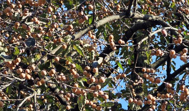 고욤나무 열매인 고욤이 주렁주렁 매달려 있다.