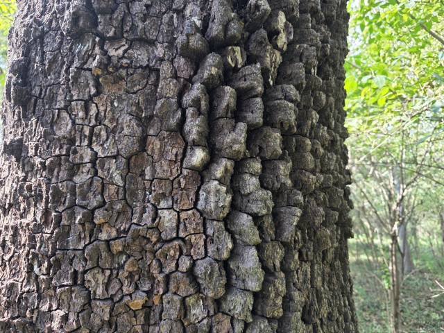 길게 갈라진 고욤나무 수피