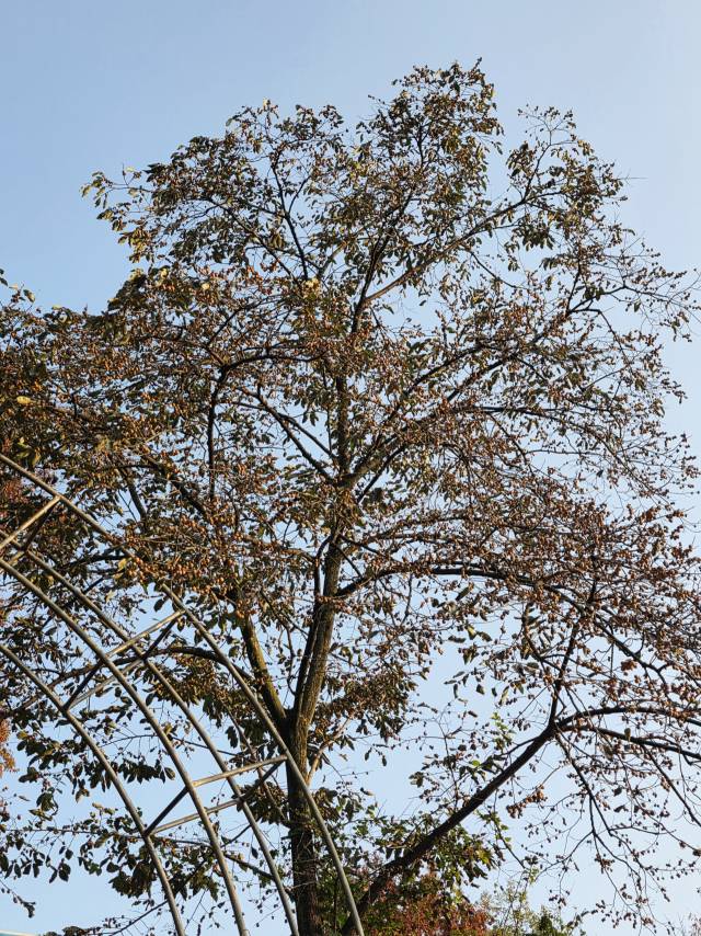 대구 범어공원으로 가는 길의 키가 10m 넘는 고욤나무에 고염이 수두룩하게 달려있다. 고욤은 가을볕에 암갈색으로 익고 소슬바람에 숙성된다.