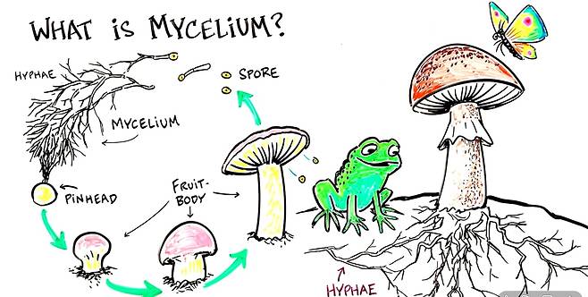 버섯의 '균사(mycelium)'는 반도체 소재로 쓰일 수 있다. 균사를 설명한 그림. /유튜브 'Fungi Perfecti' 캡쳐.