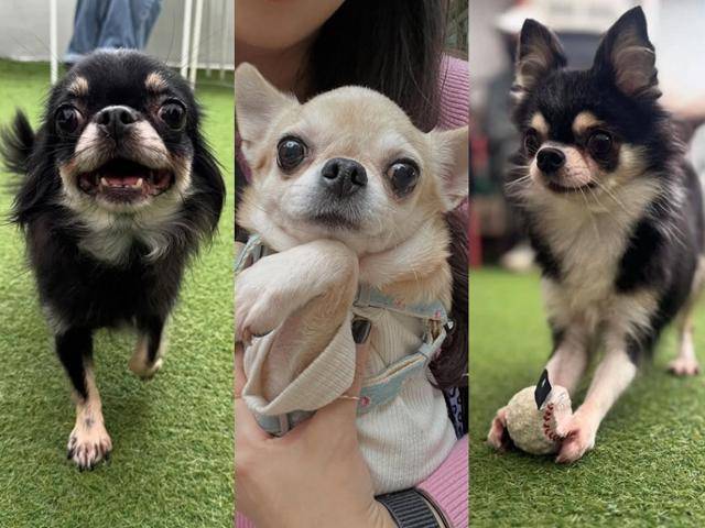 서울 금천구 다세대주택에서 자가번식으로 늘어나 보호자가 자진 신고 후 포기한 치와와 20마리 가운데 보니(왼쪽부터), 하니, 루나가 구조돼 입양 가족을 찾고 있다. 동물보호단체 네스트 제공