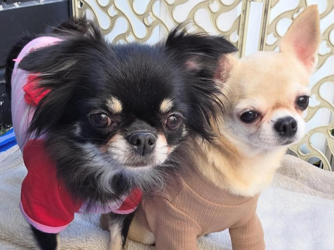 친구들 옆에 꼭 붙어 있고 싶어하는 하니(오른쪽). 동물보호단체 네스트 제공