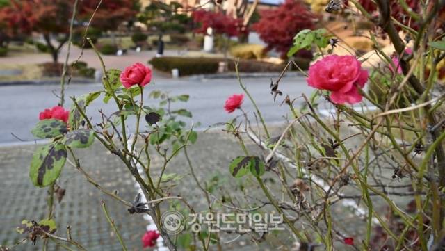 ▲ 지난 13일 춘천 천주교 춘천교구 담벼락에 장미가 펴 시민들의 관심을 끌고 있다. 방도겸 기자