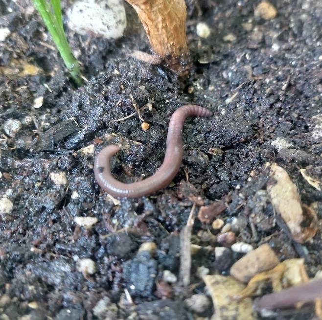 구조된 지렁이가 흙 속으로 들어가고 있다. 어년씨 제공
