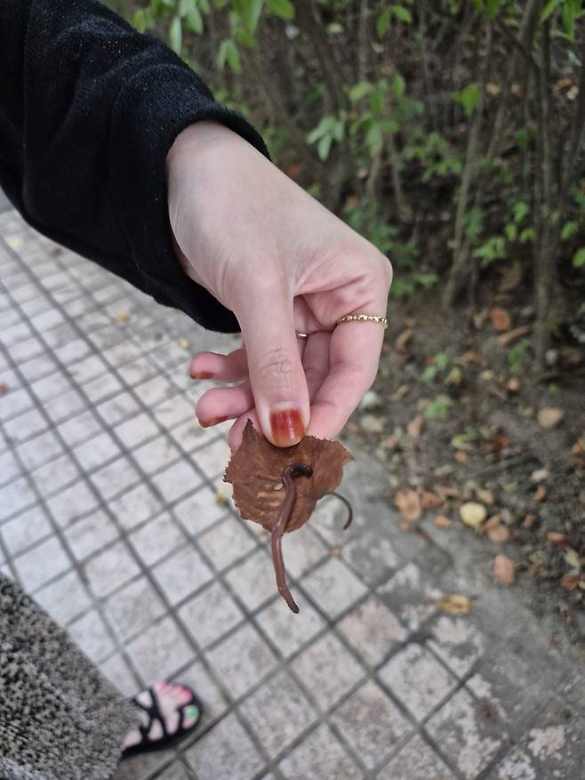 지렁이 구조대 꿈틀단원 김지연씨가 지렁이를 구조하고 있다. 김지연씨 제공