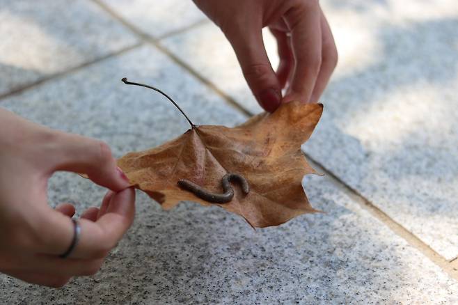 지렁이 구하기 대작전 팀원의 구조 활동 모습. 김희수씨 제공