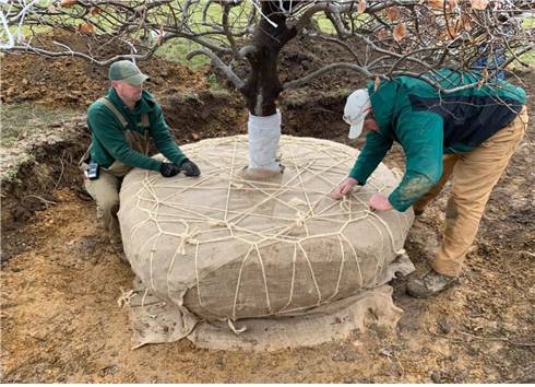줄기 굵기의 8~12배 기준의 뿌리분[출처 : Lognwood Gardens. 2025, 국립생태원 제공]