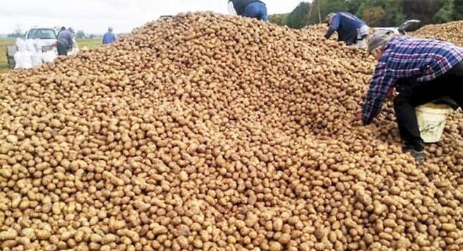 "공짜로 가져가라" 가짜 영상에 폴란드 농부 150톤 감자 도난 [odditycentral 제공]