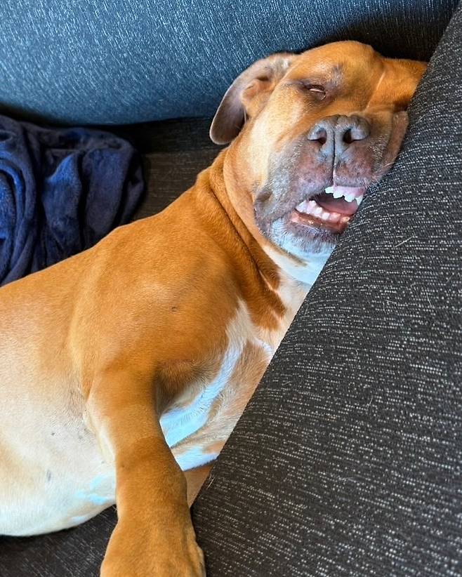 ▲ 야마모토 요시노부의 반려견 카를로스 ⓒ야마모토 요시노부 SNS