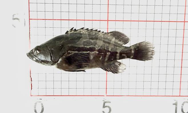 다금바리 / 사진=제주도