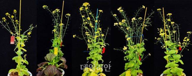 농촌진흥청은 아시아종묘와 함께 항산화·항염증 효과가 뛰어난 기능성 물질 ‘쿼세틴(Quercetin)’을 크게 높인 새로운 배추 개발에 성공했다고 밝혔다. ⓒ농촌진흥