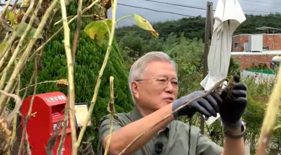 주민들과 인사를 나누거나 해바라기를 다듬는 등 문재인 전 대통령의 일상적인 모습도 평산책방 유튜브에 담겼다. 유튜브 캡처