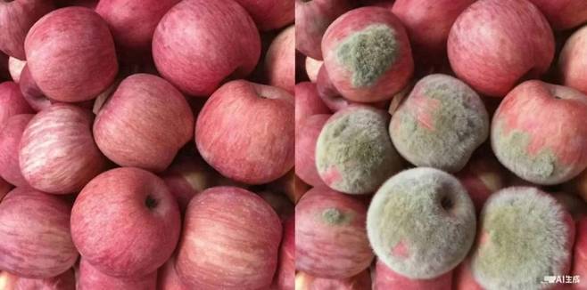 AI를 활용해 멀쩡한 사과를 곰팡이가 핀 사과로 만든 모습 [지무 뉴스 제공]
